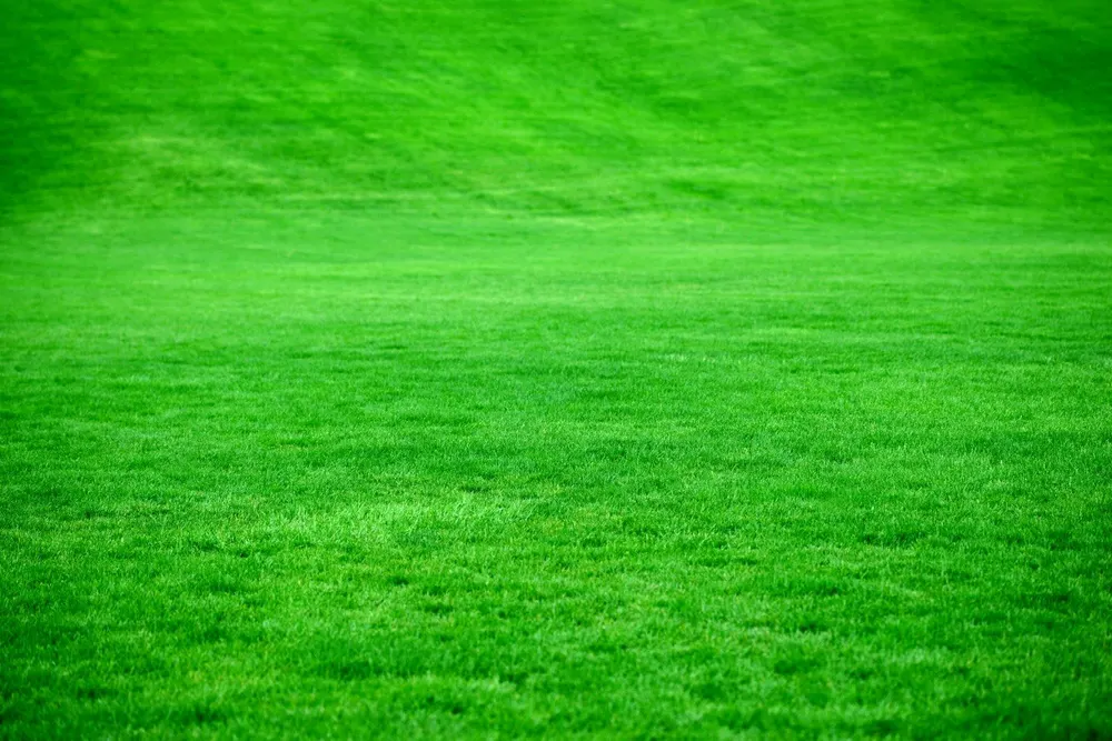 Wide expanse of deep green turf